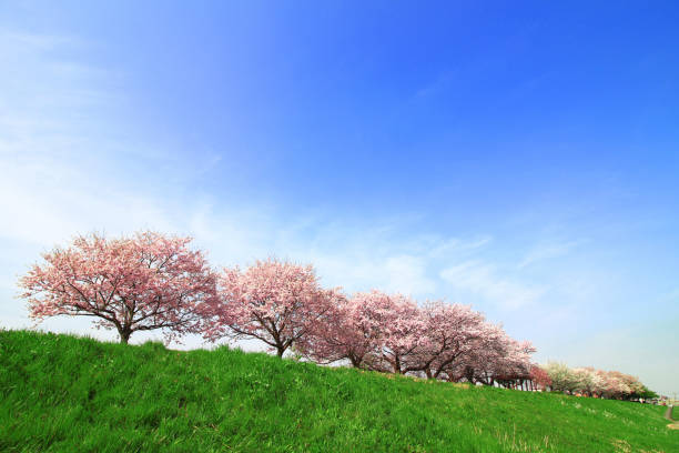 japanese landscape with cherry blossoms - efflorescent imagens e fotografias de stock