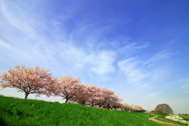 istock Japanese landscape with cherry blossoms 1064030648