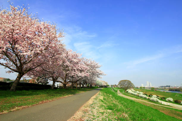 istock Japanese landscape with cherry blossoms 1064030764
