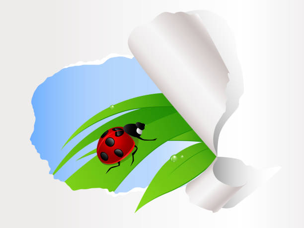 ladybird sitting on green grass ladybird sitting on green grass on the ripped paper background seven spot ladybird stock illustrations