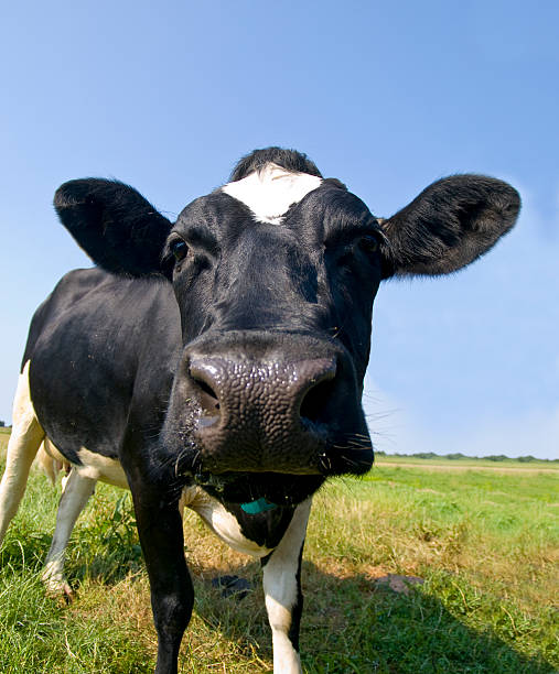 closeup of a black and white cow stock photo