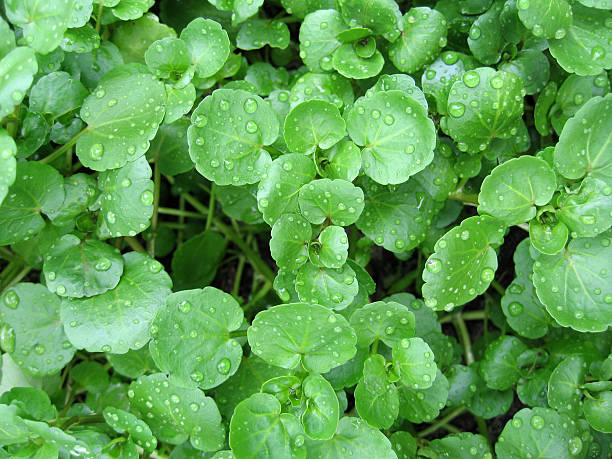 Close up of watercress with water droplets on leaves  The watercress is a perennial aquatic plant cultivated for human consumption. cress stock pictures, royalty-free photos & images