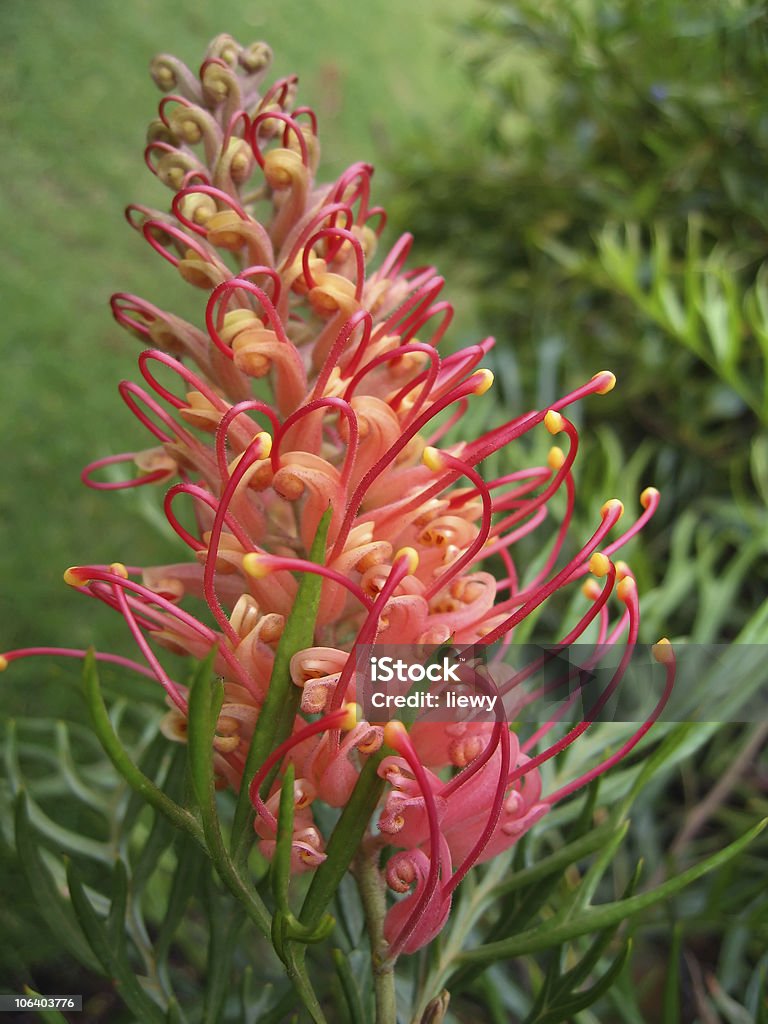 Photo of pink Australian Grevillea flower in garden The native Australian Grevillea plant is an evergreen tree or shrub with uniquely shaped flowers. Red Grevillea flowers are common and popular in gardens. Australia Stock Photo