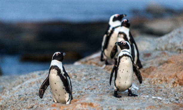 istock African penguins on the rock coast at sunset twilight. 1064040312