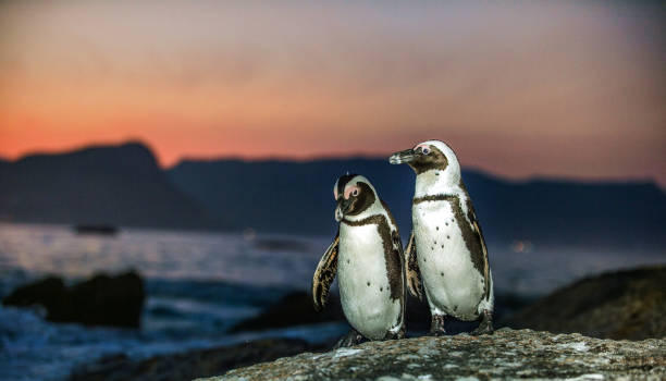 istock African penguins on the rock coast at sunset twilight. 1064040388