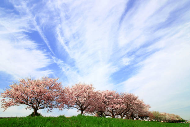 istock Japanese landscape with cherry blossoms 1064041546