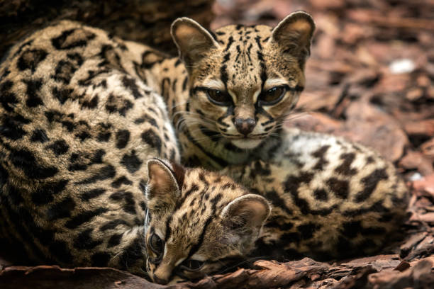istock Margay, Leopardus wiedii, female with baby. 1064042592