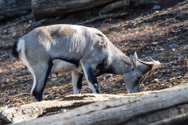 Bharal or Himalayan blue sheep or naur (Pseudois nayaur) Bharal or Himalayan blue sheep or naur (Pseudois nayaur) bharal photos stock pictures, royalty-free photos & images