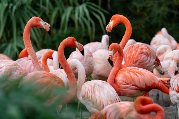 istock Group of Chilean Flamingos (Phoenicopterus chilensis) 1064042836