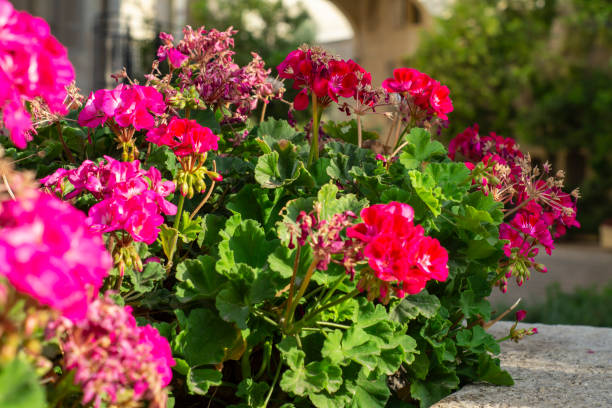 istock Colorful geranium flowers, pelargonium close-up. 1064043346