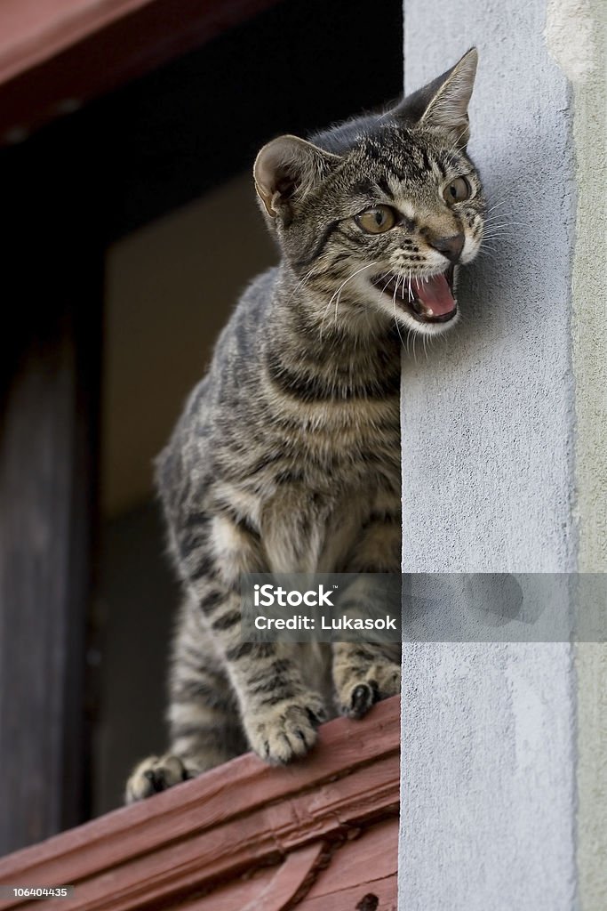 Meowing Cat Cat meowing out of a window Domestic Cat Stock Photo