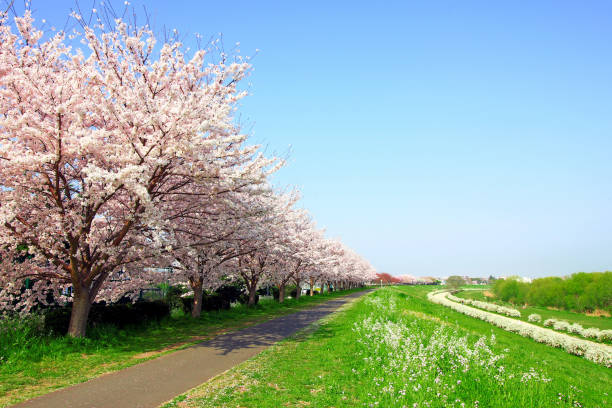 japanese landscape with cherry blossoms - efflorescent imagens e fotografias de stock