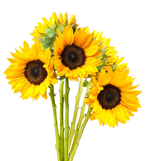 istock Sunflower Bouquet Isolated on White 106404778