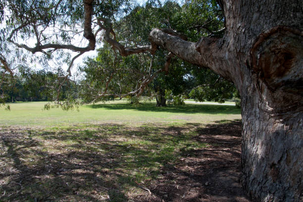 istock Under a maiden's gum tree looking across the lawn 1064048754