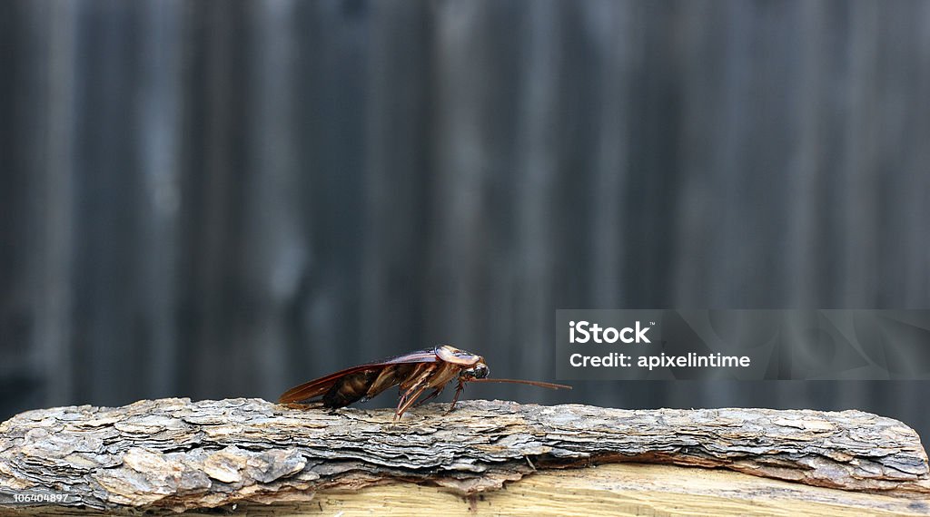 Rutilo por cualquier otro nombre. - Foto de stock de Cucaracha americana libre de derechos