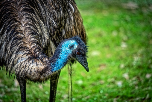 istock Emu (Dromaius novaehollandiae) 1064049988