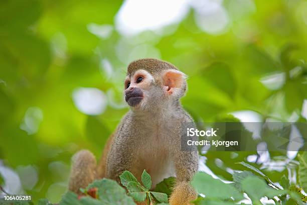 Macaco Esquilocomum - Fotografias de stock e mais imagens de Amarelo - Amarelo, América Central, América do Sul