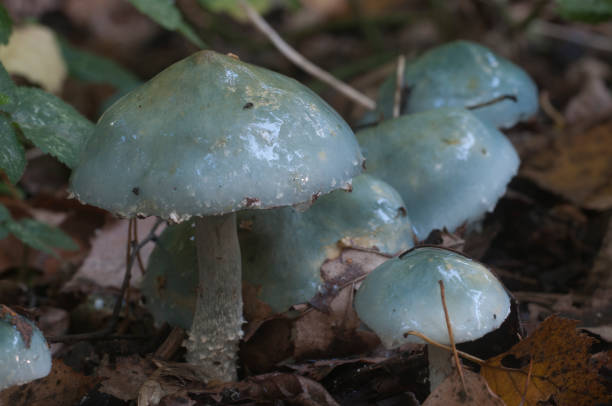 istock Stropharia caerulea mushrooms 1064056608