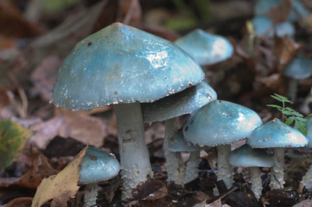 istock Stropharia caerulea mushrooms 1064056714