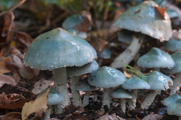 istock Stropharia caerulea mushrooms 1064056802