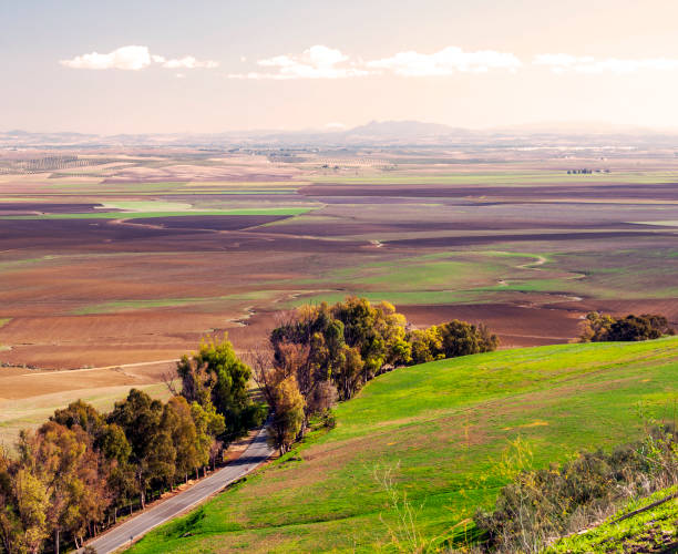 Fields of Carmona Fields of Carmona in Andalusia carmona photos stock pictures, royalty-free photos & images