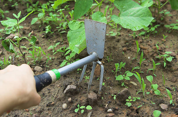 ogrodnictwo ręce - gardening fork zdjęcia i obrazy z banku zdjęć