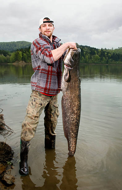 Fisherman holding a catfish over half of his size in a lake A happy fisherman presenting his fishing trophy caught in a Polish lake - catfish (Silurus glanis) freshwater fish photos stock pictures, royalty-free photos & images