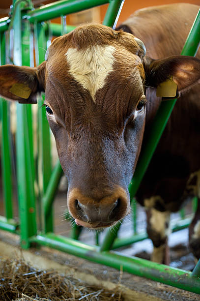 Cow portrait stock photo