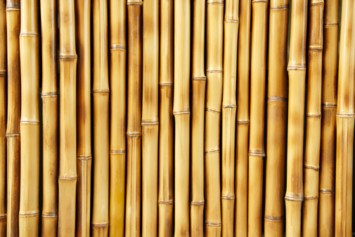 beautiful Japanese bamboo background