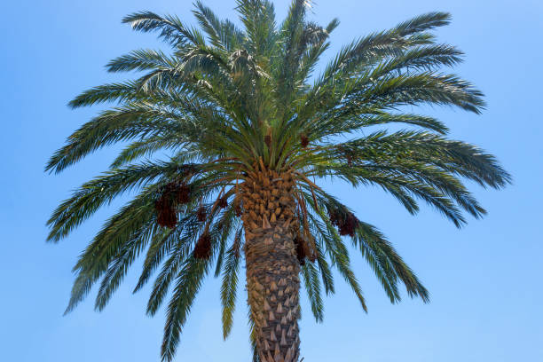 istock Coconut tree at tropical coast. Copy space. Concept vacation, tourism, exotic resort. 1064060998