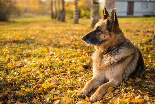 alone old shepherd dog at the autumn background