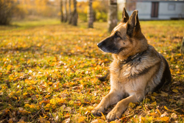 old shepherd dog at the autumn background stock photo