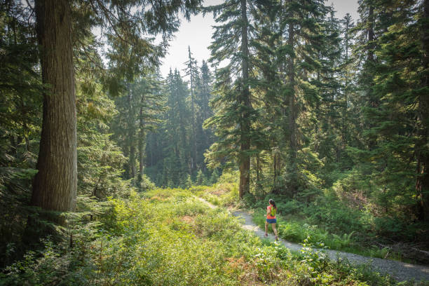 summer trail running, mount seymour, north vancouver, british columbia, canada - running jogging mountain footpath imagens e fotografias de stock