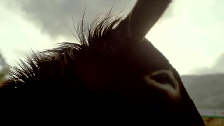 Donkey pasturing on a mountain meadow