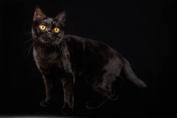 istock American shorthair cat on colored backgrounds 1064068656