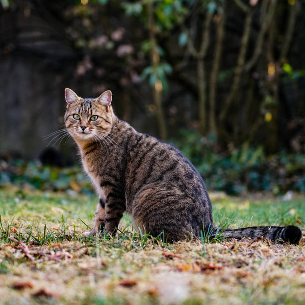istock In the green sitting domesticated wildcat 1064069262