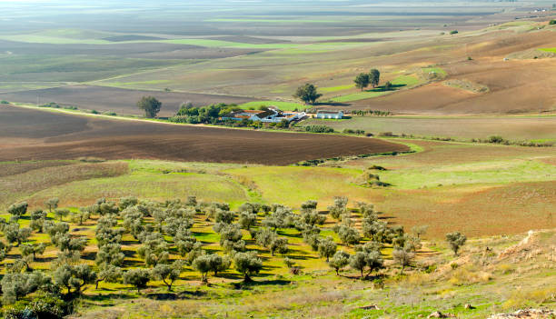 campos com oliveiras - carmona - fotografias e filmes do acervo