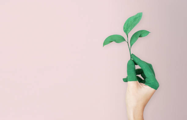 Woman is holding green leaf branch with painted hand, pink soft background Woman is holding green leaf branch with painted hand, pink soft background responsible business stock pictures, royalty-free photos & images