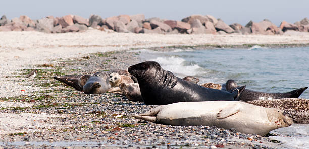 istock Black male seal 106407050
