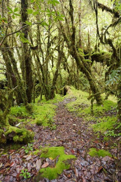 istock tree trunks and the ground covered with green moss 1064071670