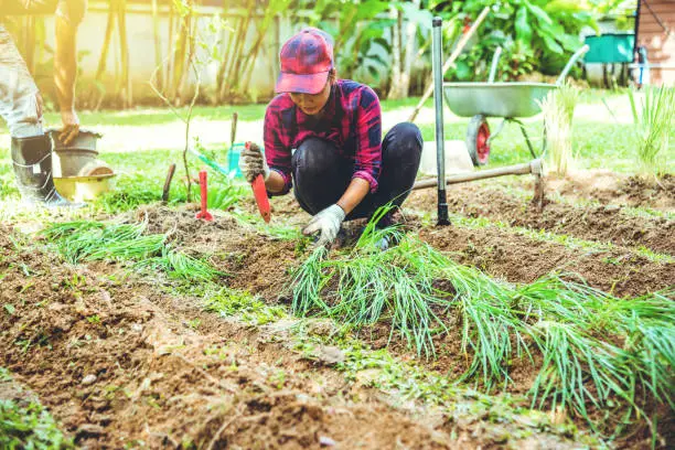 Asian men and women plant vegetables gardening at The backyard. Women asia dig into soil the vegetable garden. Happy with the vegetable garden.plant vegetable Allium tuberosum