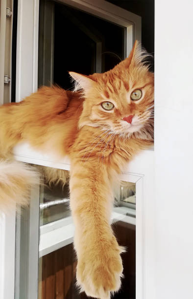 istock Funny ginger cat is conveniently lying in the window, close-up. 1064073912