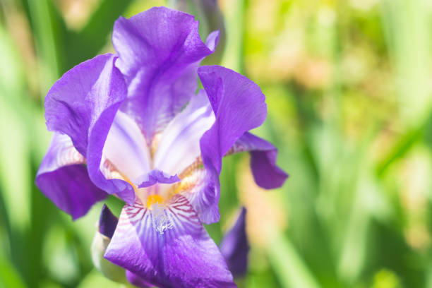 istock flowers irises closeup 1064074068