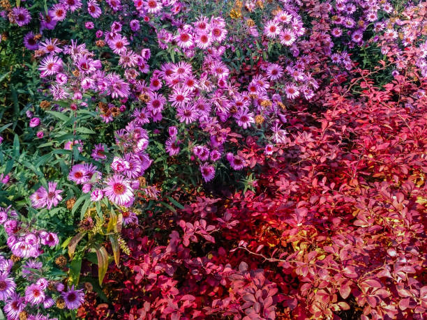 istock autumn pattern from flowers and leaves 1064075324