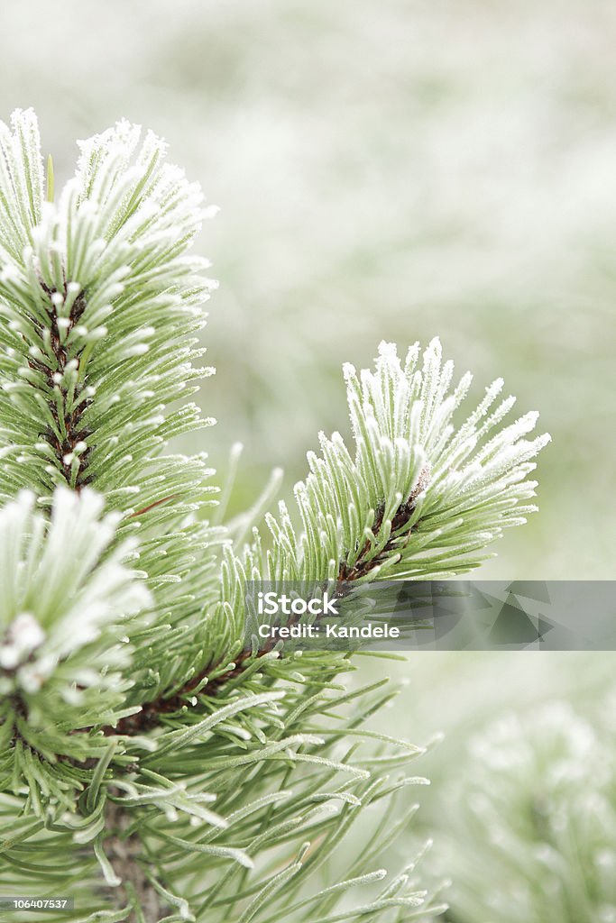 Frost bedeckt Kiefer. - Lizenzfrei Ast - Pflanzenbestandteil Stock-Foto