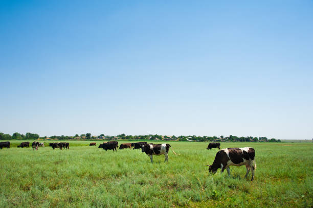 istock Herd of cows grazing 1064075520