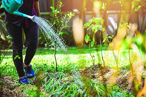 women use watering allium tuberosum and chilli tree in kitchen garden.