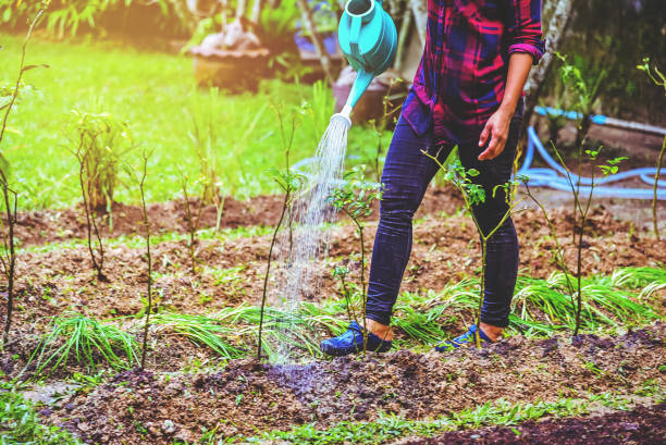 istock Asian women use watering can in vegetable kitchen garden. 1064075706