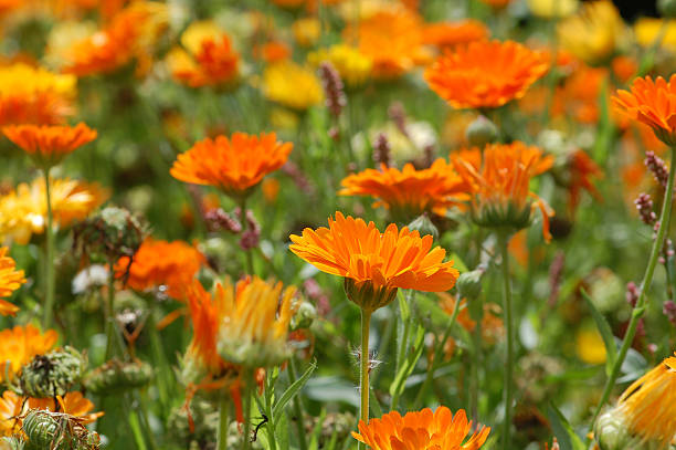 wielokolorowy pole nagietek lekarski tle - flower blumenwiese meadow flower head zdjęcia i obrazy z banku zdjęć