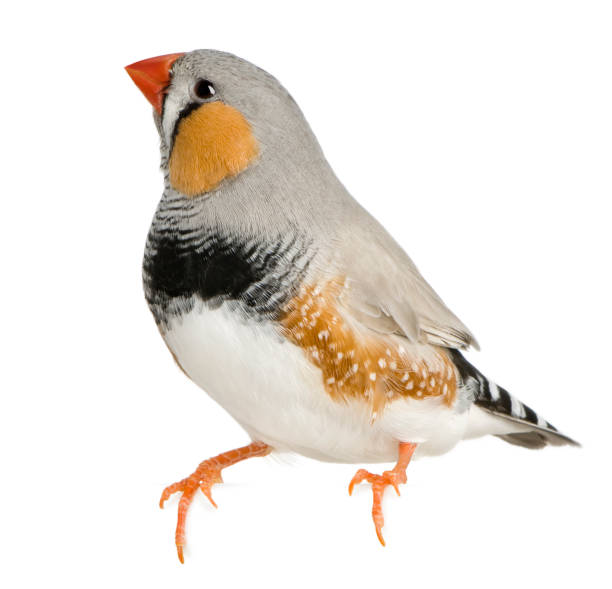 istock Zebra Finch, Taeniopygia guttata, perched. 106407726